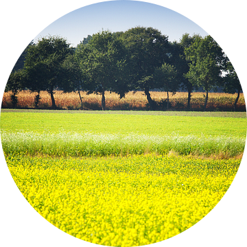 Mosterdzaad veld veld met een rij bomen en maïs
