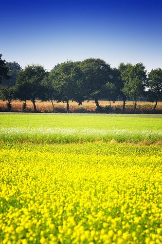 Mosterdzaad veld veld met een rij bomen en maïs