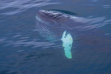 Le humpback juste sous la surface sur Merijn Loch
