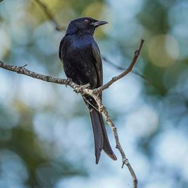 Drongo von Tom Zwerver