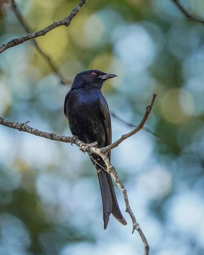 Drongo sur Tom Zwerver