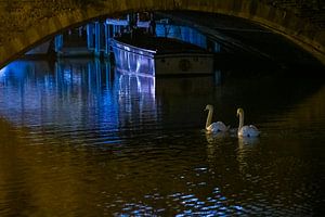 Nachtschwäne