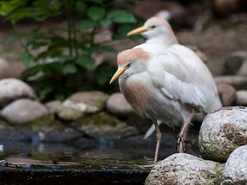 Koereiger : Ouwehands Dierenpark van Loek Lobel