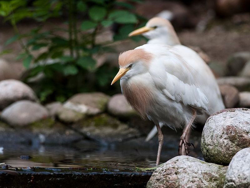 Cattle egret : Ouwehands Dierenpark by Loek Lobel