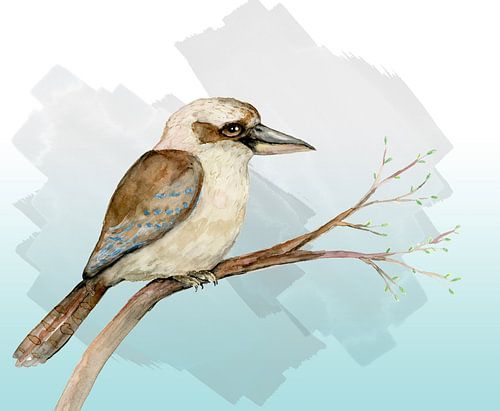 Kookaburra aquarel