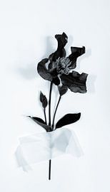 Les clématites se collent au mur