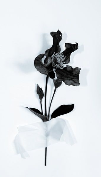 Clematis stick to the wall van Foto Studio Labie