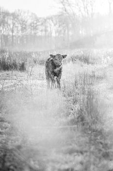 Schottisches Highlander-Kalb in Schwarz-Weiß