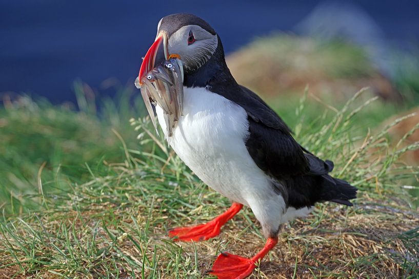 Puffin à la capture fraîche par Reinhard  Pantke