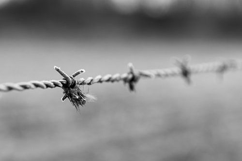 Prikkeldraad omheining met schapenvacht