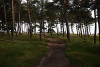 wandelpad door de natuur