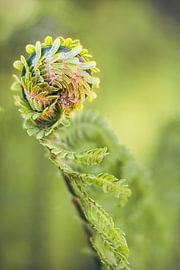 A Budding Fern in Soft Light by Tonny Verhulst