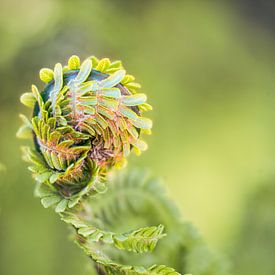 A Budding Fern in Soft Light by Tonny Verhulst