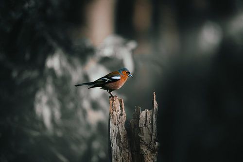 a robin on a tree trunk