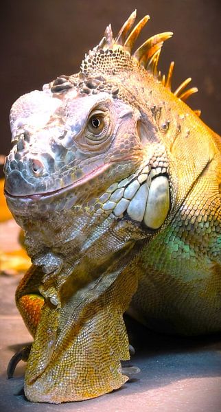 Photomodèle iguane Yoshi par Daniëlle van den Berg