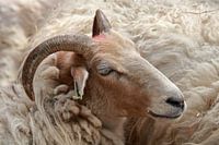 Unshorn Drents Heideschaap 1