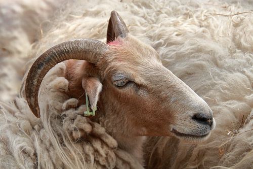 Portrait of an unshorn Drents Heideschaap 1