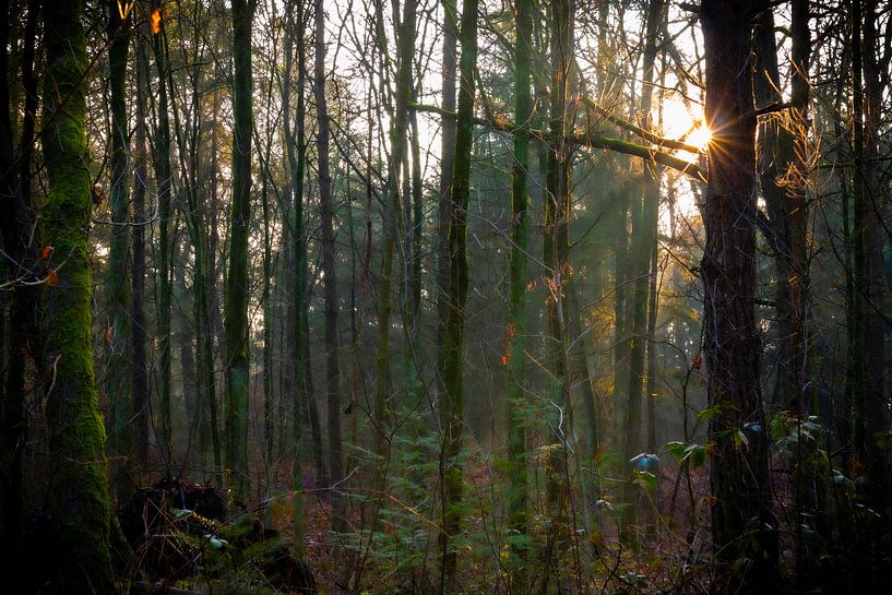 Zonnester in het bos van Johan Mooibroek