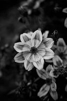 Nature in Detail #9