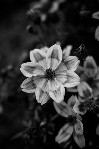 Blossom in black and white