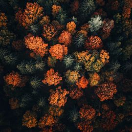 Bosuitzicht herfst van Poster Art Shop