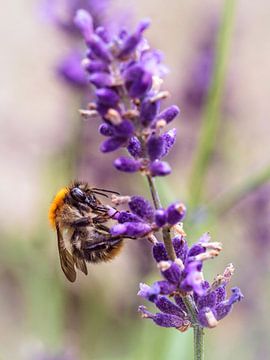 Biene auf Lavendel von Rob Boon