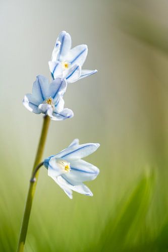 Prachtige hyiacint