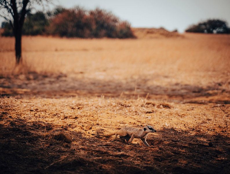 Meerkat in the Kalahari of Namibia, Africa by Patrick Groß