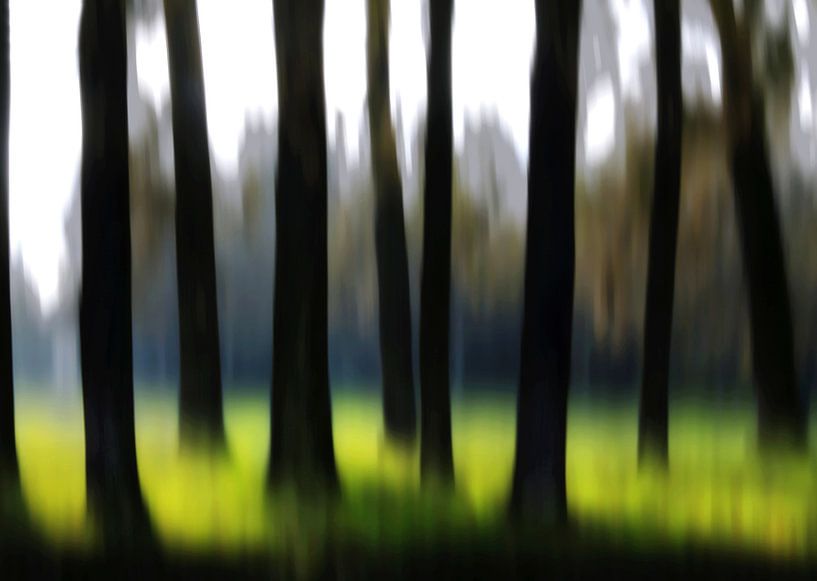 Lente bos van Fons Bitter