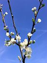 Witte bloesem aan fruitboom van Sandra van der Burg thumbnail