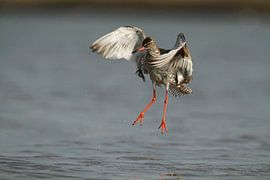 Redshank by Ruben Evers