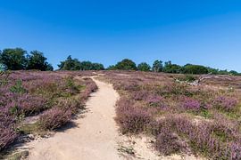 Die lila Heide auf dem Posbank von Merijn Loch