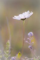 Wild Marguerite