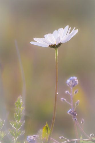 Wilde Margriet
