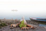 Diese Frau meditierte an den Ufern des Ganges in Varanasi in Indien, wenn einige streunender Hunde z von Wout Kok Miniaturansicht