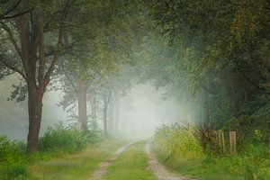 Nebliger Waldweg auf dem Landgut Vossenberg, Wijster
