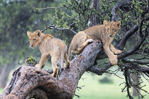 Lionceaux dans un arbre sur Andius Teijgeler