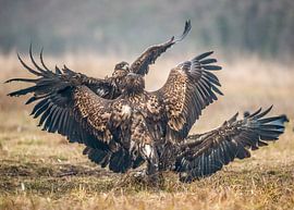 Dominanzkampf! von Robert Kok