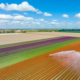 Tulpen met een irrigatie waterkanon dat water op de bloemen spuit van Sjoerd van der Wal Fotografie
