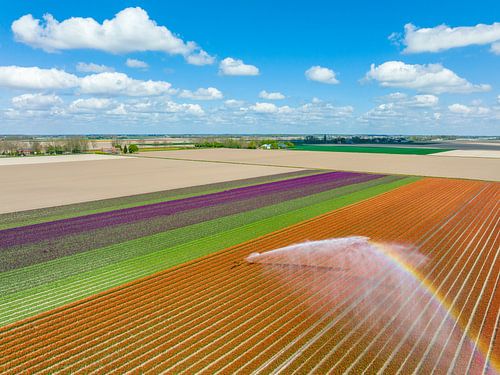Tulpen met een irrigatie waterkanon dat water op de bloemen spuit