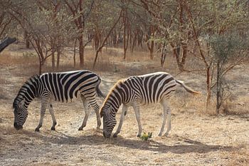 Grazing zebra's on safari in Senegal