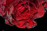 Une rose rouge par Bernardine de Laat Aperçu