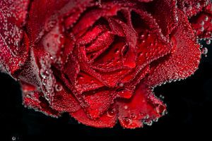 Eine rote Rose