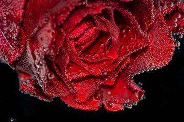 Een rode roos