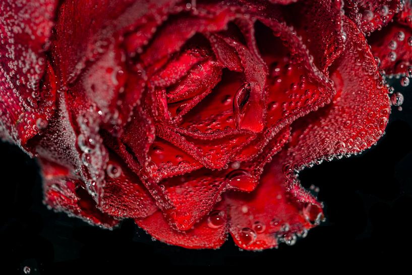 Une rose rouge par Bernardine de Laat