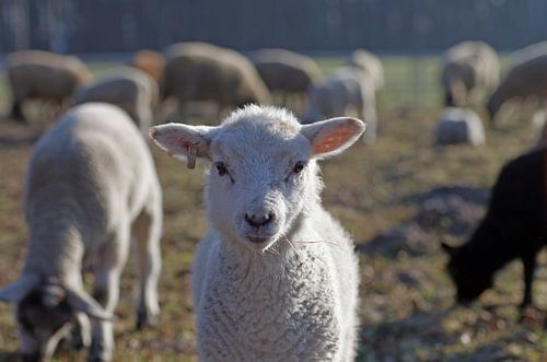 Schattig lammetje van een kudde schapen