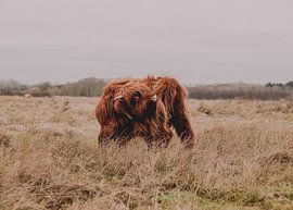 Jeune Highlander écossais sur Jessica Bakhuijs