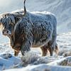 Panoramique d'un montagnard écossais sous la neige sur Digitale Schilderijen
