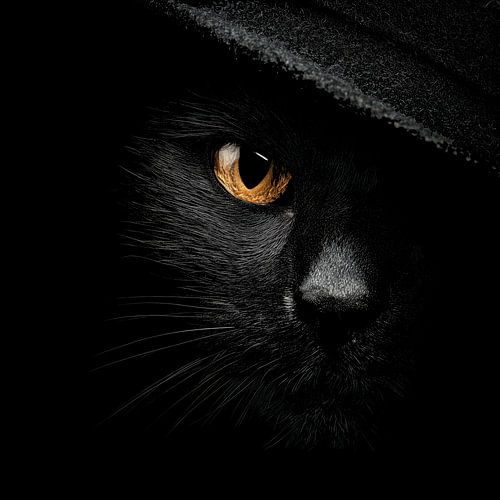 Verborgen kat met oranje oog