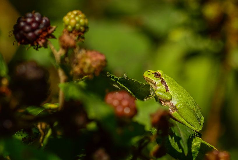 Kleine groene prins van Marlies Reimering